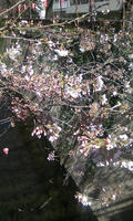 3月26日の桜