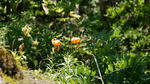 DSC02079.JPG