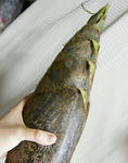 たけのこ
