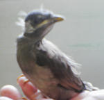 鳥さん
