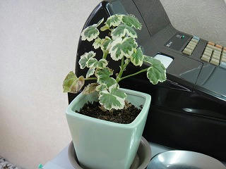 s-DSC03087.jpg