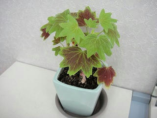s-DSC03088.jpg
