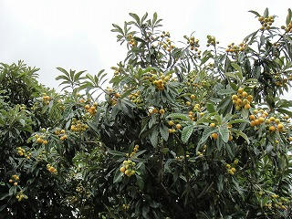 s-DSC03253.jpg