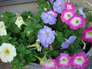 s-DSC04230.jpg
