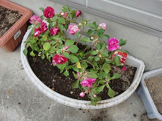 s-DSC05201.jpg