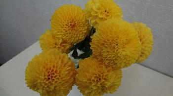 s-DSC07051.jpg