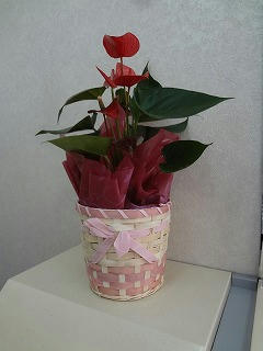 s-DSC04734.jpg