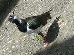 IMGP0059.jpg