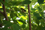 DSC03717.jpg