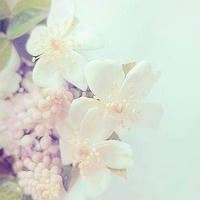 曼珠沙華，花開彼岸