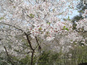 DSC03564.JPG