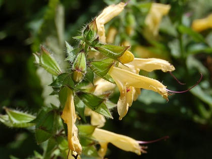 黄花秋桐（キバナアキギリ）