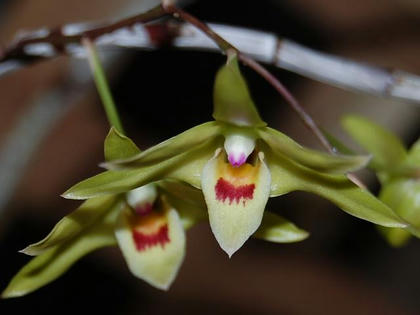 黄花の石斛（キバナノセッコク）