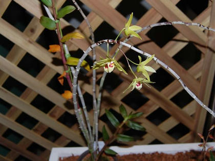 黄花の石斛（キバナノセッコク）