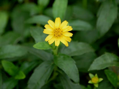 熊野菊（クマノギク）