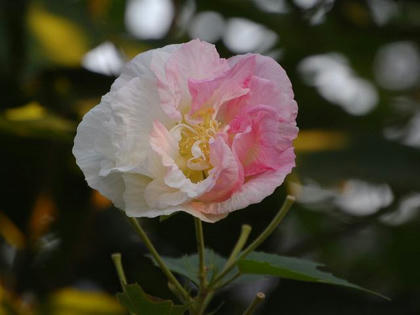 酔芙蓉（スイフヨウ）