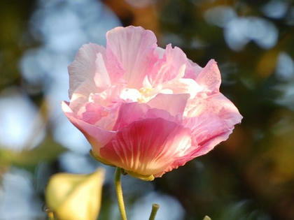 酔芙蓉（スイフヨウ）
