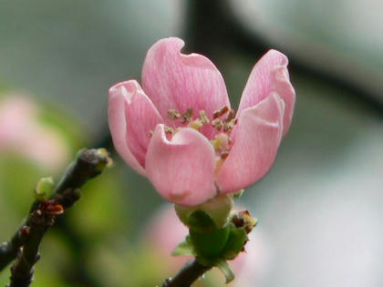 花梨（カリン）