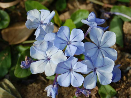 瑠璃茉莉（ルリマツリ）