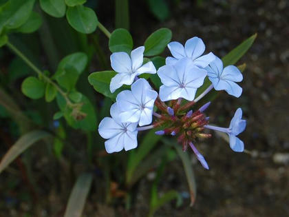 瑠璃茉莉（ルリマツリ）