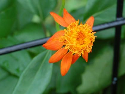 メキシコ沢菊（メキシコサワギク）