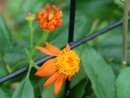 メキシコ沢菊（メキシコサワギク）