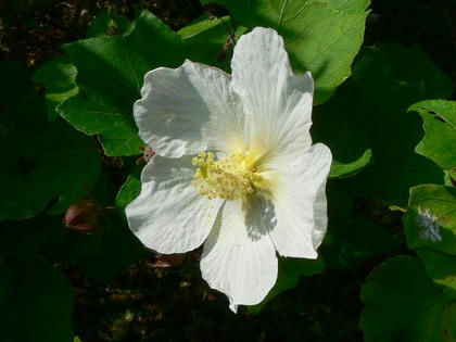 先島芙蓉（サキシマフヨウ）