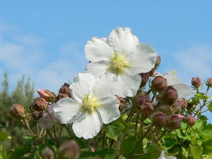 先島芙蓉（サキシマフヨウ）