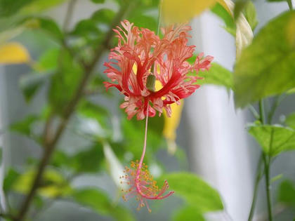風鈴仏桑華（フウリンブッソウゲ）