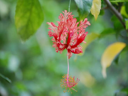 風鈴仏桑華（フウリンブッソウゲ）