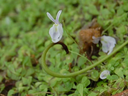 編目耳掻草（アミメミミカキグサ）