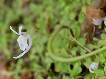 編目耳掻草（アミメミミカキグサ）