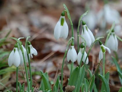 大雪の花（オオユキノハナ）