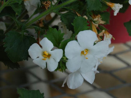 バコパ コピア 季節の花