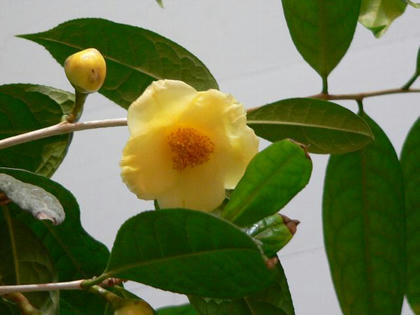 金花茶（キンカチャ）