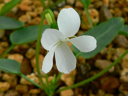 白花菫（シロバナスミレ）