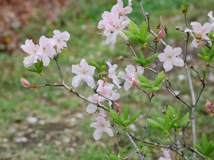 黒船躑躅（クロフネツツジ）