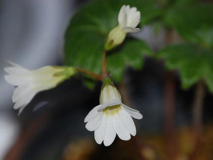 天塩小桜（テシオコザクラ）