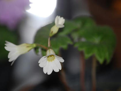 天塩小桜（テシオコザクラ）