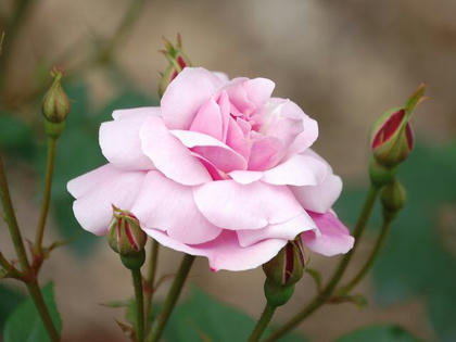庚申薔薇（コウシンバラ）