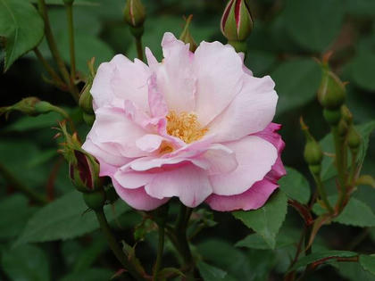 庚申薔薇（コウシンバラ）