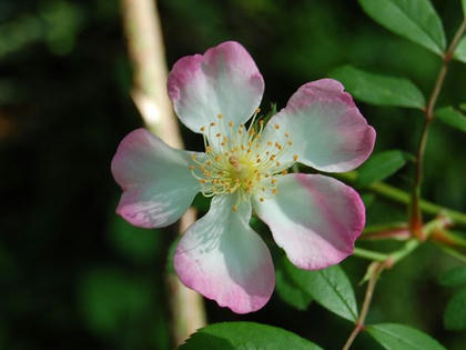 桜薔薇（サクラバラ）