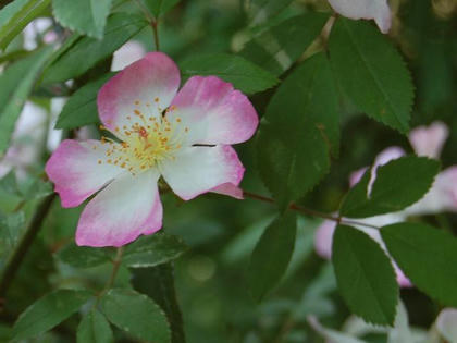 桜薔薇（サクラバラ）
