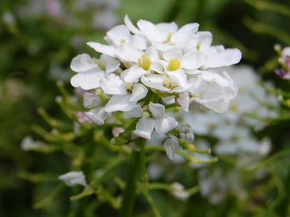 常磐曲がり花（トキワマガリバナ）