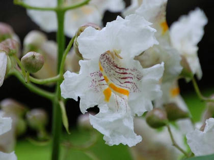 花木大角豆（ハナキササゲ）