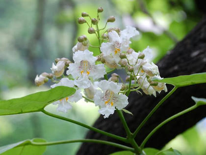花木大角豆（ハナキササゲ）