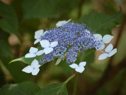 甘茶（アマチャ）