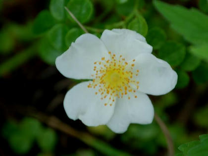 照葉野茨（テリハノイバラ）