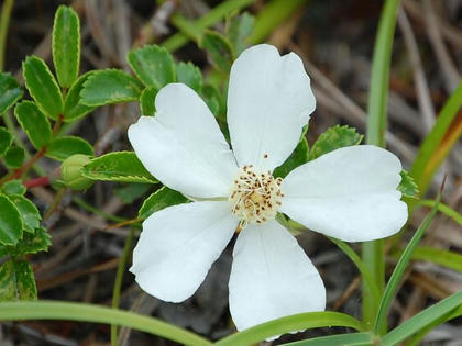 照葉野茨（テリハノイバラ）