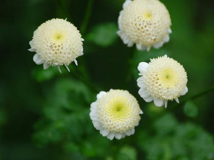 夏白菊（ナツシロギク）